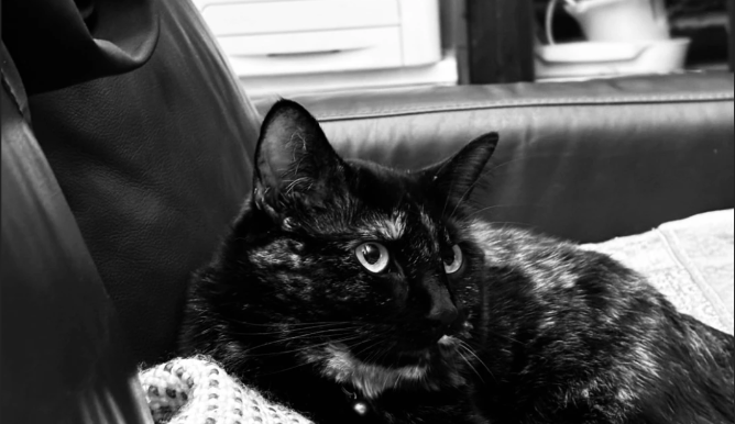 Erin's cat